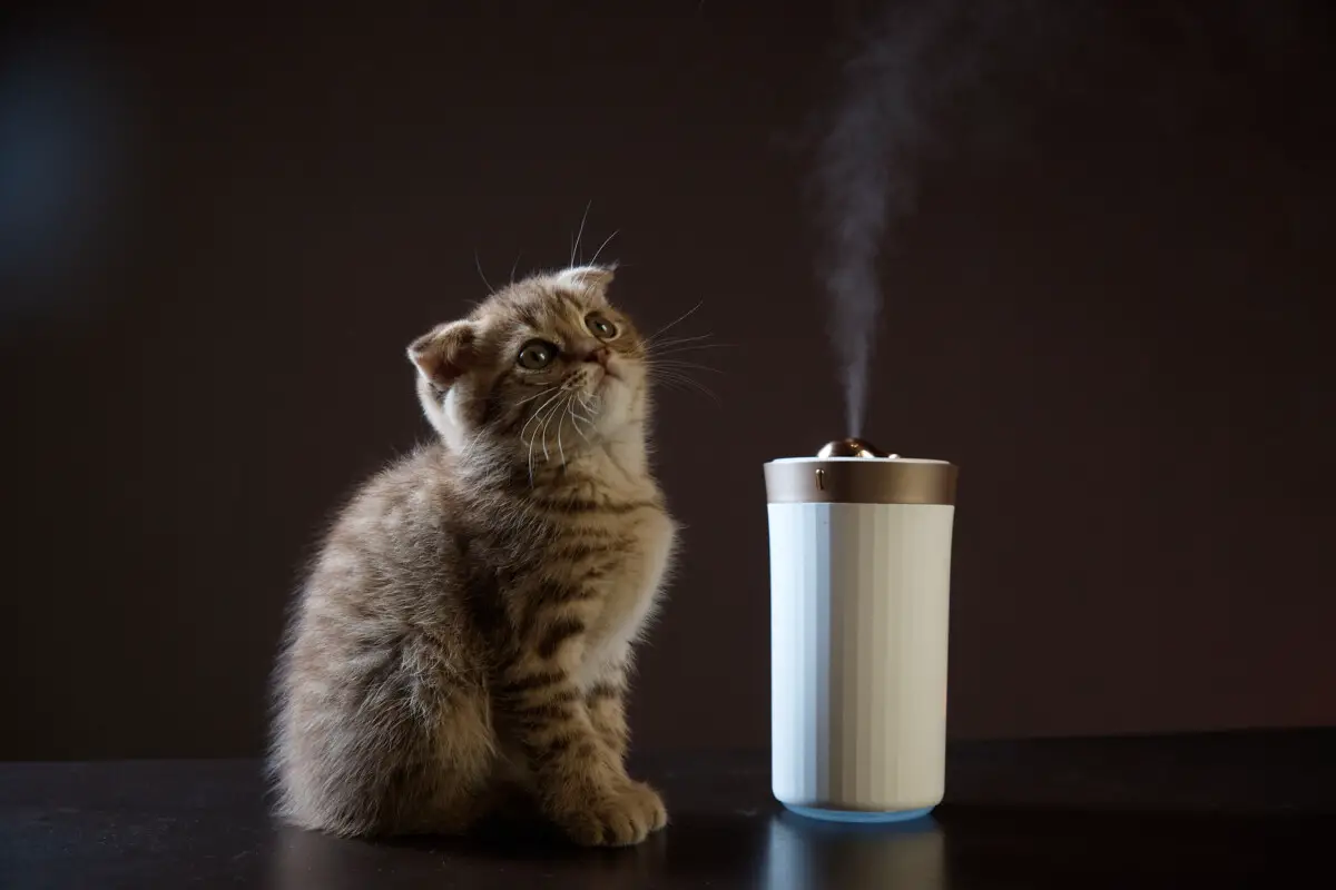 Do Humidifiers Help With Pet Dander All You Need To Know Plentiful Air