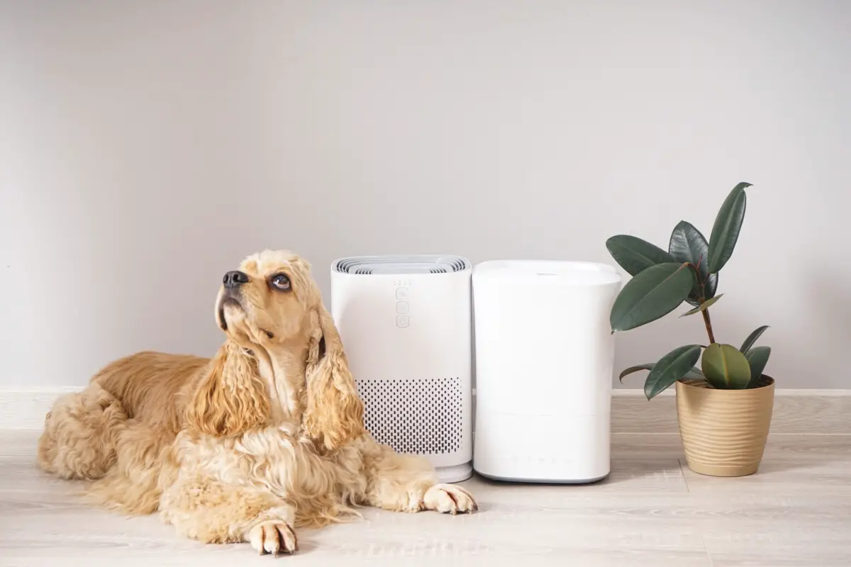 Do Humidifiers Help With Pet Dander – All You Need To Know