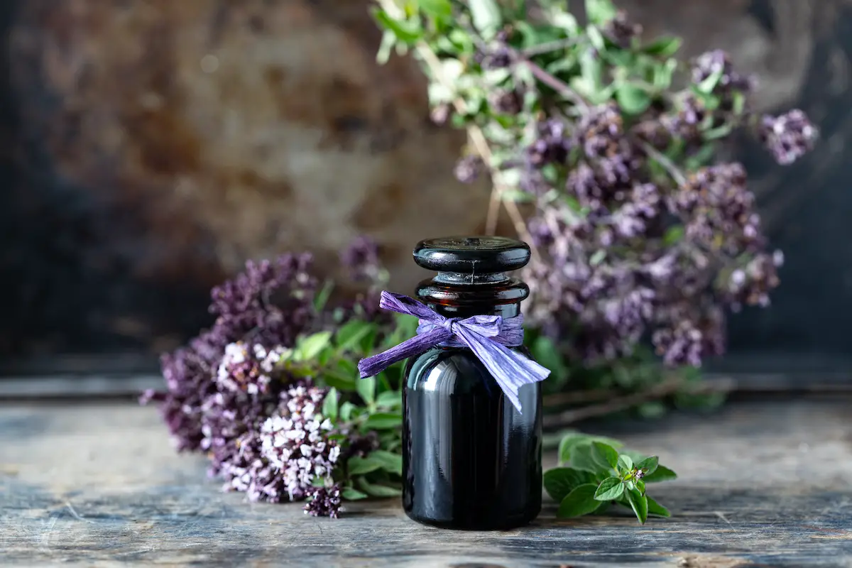 Essential Oils High In Carvacrol – Therapeutic Properties