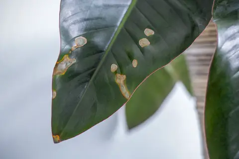 Bown spots on leaf. Crispy brown leaf spots.