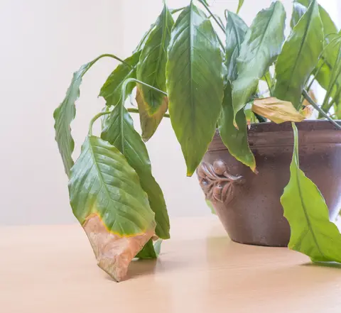 Dull indoor plant with wilting leaves.