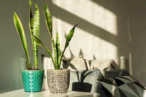 Snake plants in pots indoors