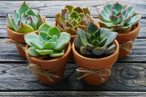 Picture of succulents in terracotta pots
