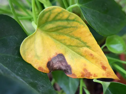 Wilting or yellow plant leaf
