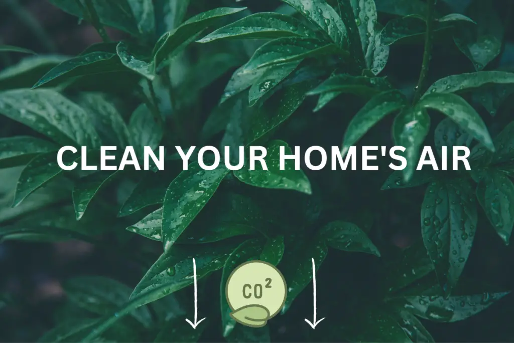 Air Purifiers That Remove Carbon Dioxide Plant Power. Plentiful Air