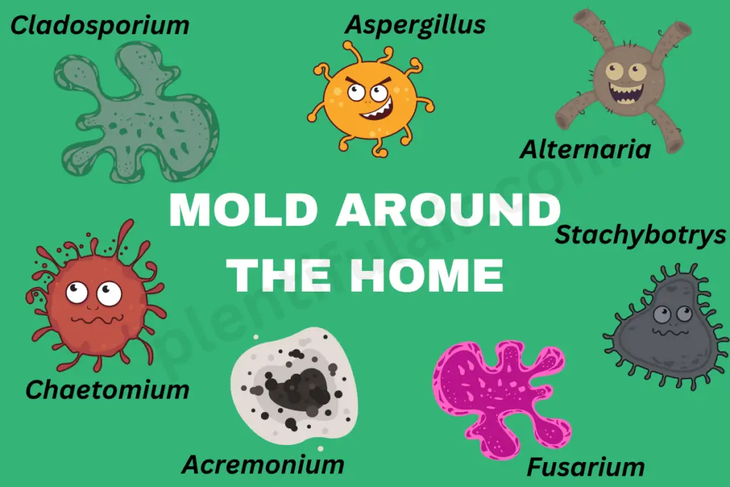 Common mold found around our home whose spores can be removed by Medify air purifiers, including Cladosporium, aspergillus, Alternaria, Stachybotrys, Chaetomium, Acremonium and Fusarium.