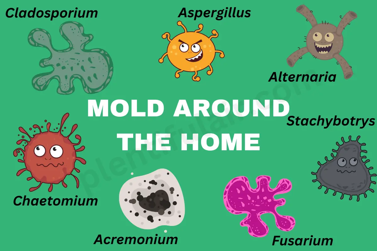 Medify Air Purifiers That Can Remove Mold Plentiful Air