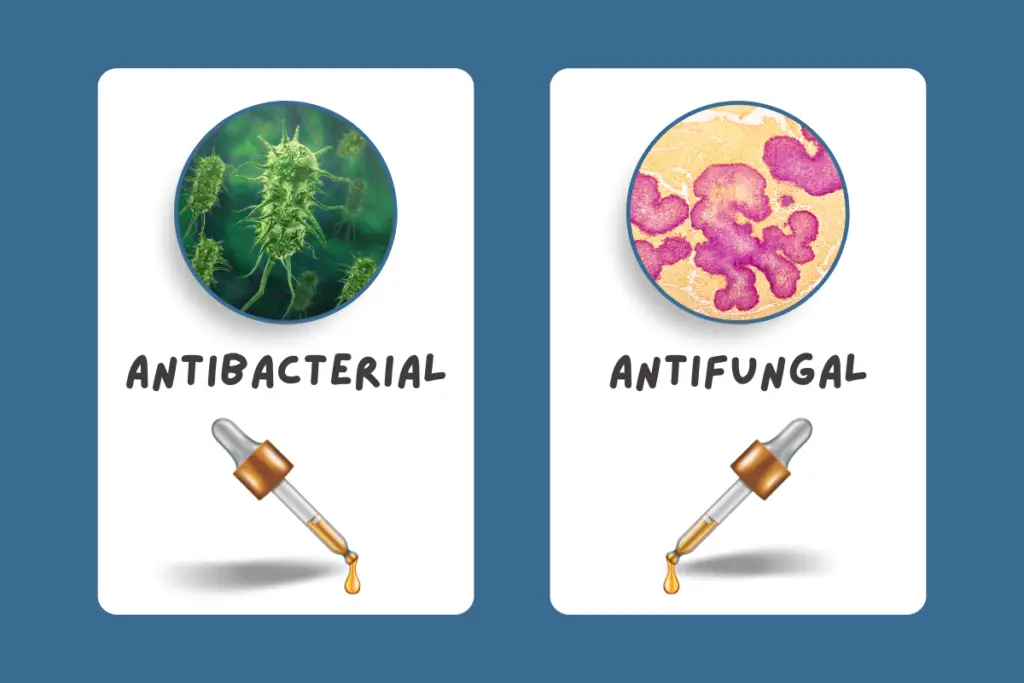 15 Antibacterial And Antifungal Essential Oils