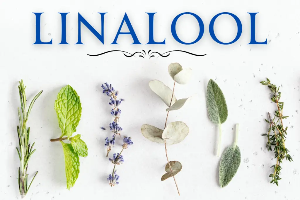 Essential Oils High In Linalool [Benefits, Uses And Sources]