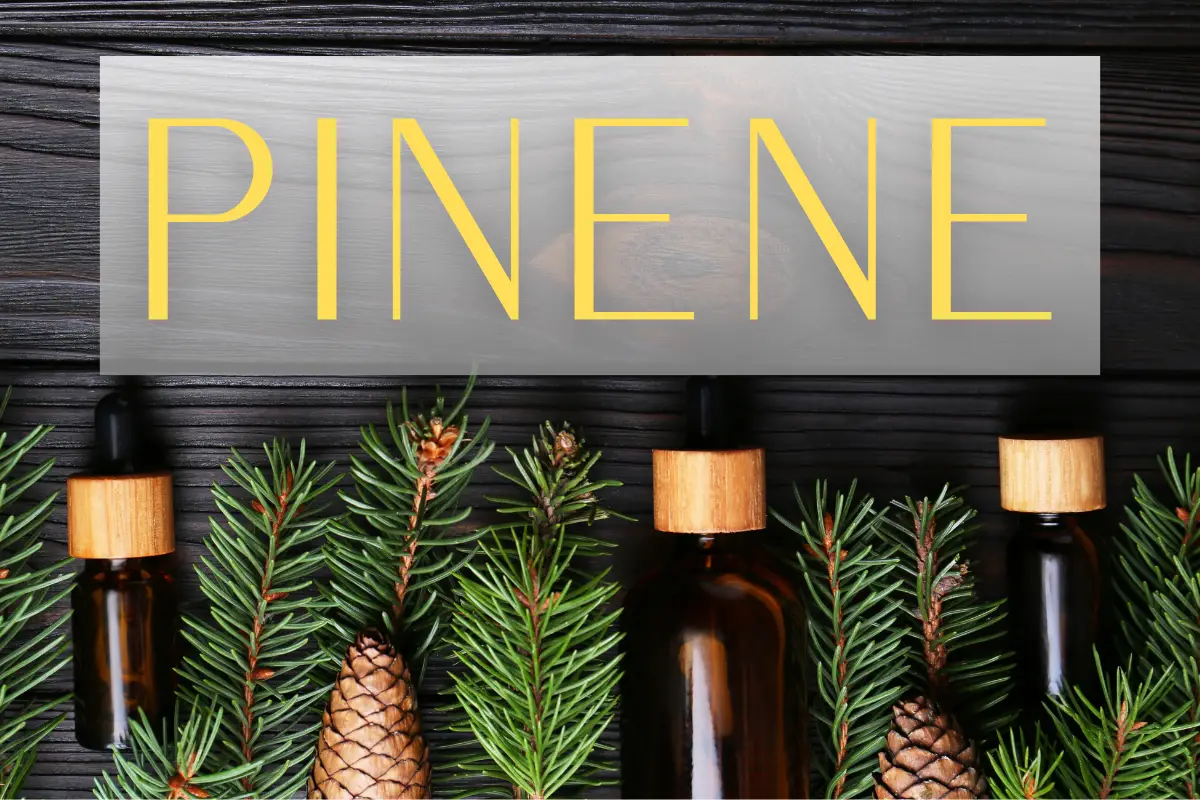 Essential Oils High In Pinene – Benefits And Applications